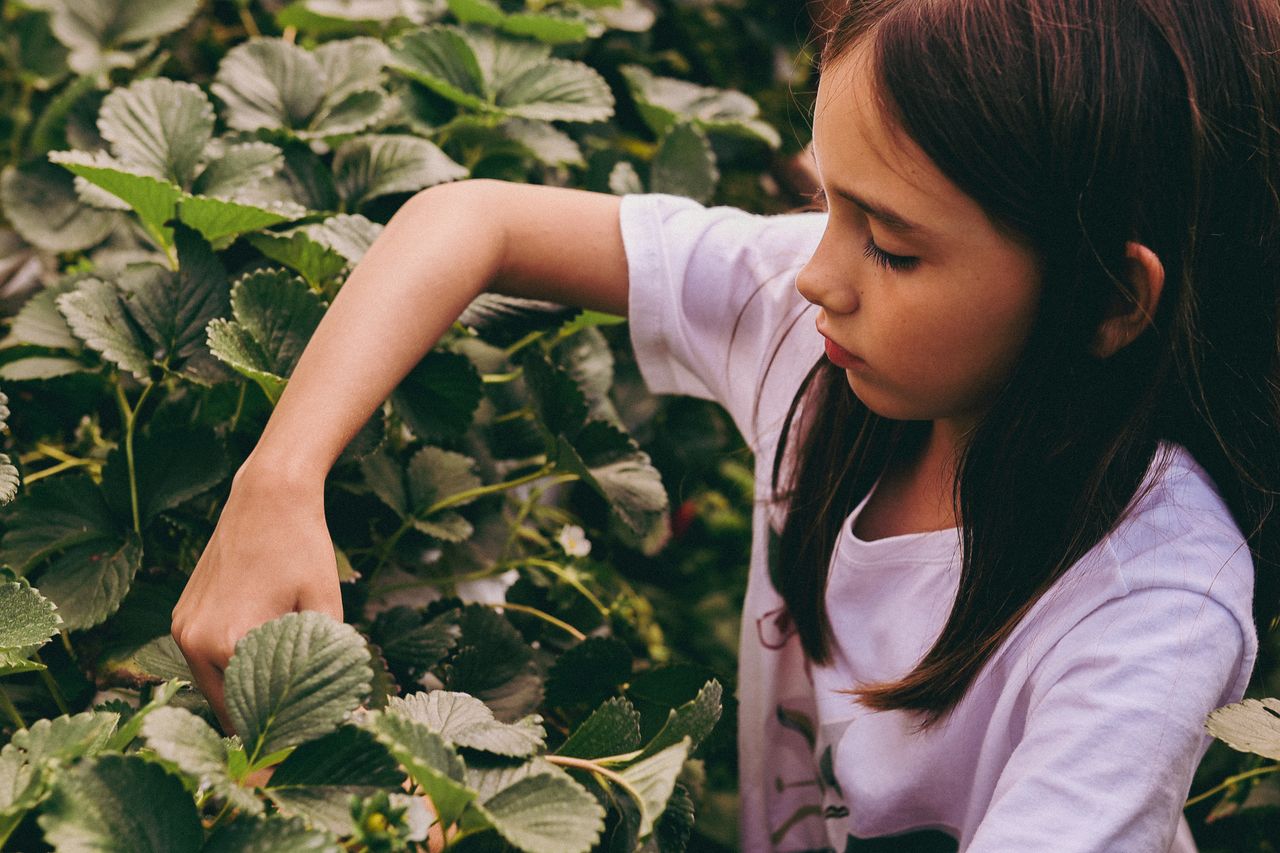 about-01 A young girl carefully picks strawberries in a lush green garden on a sunny summer day.