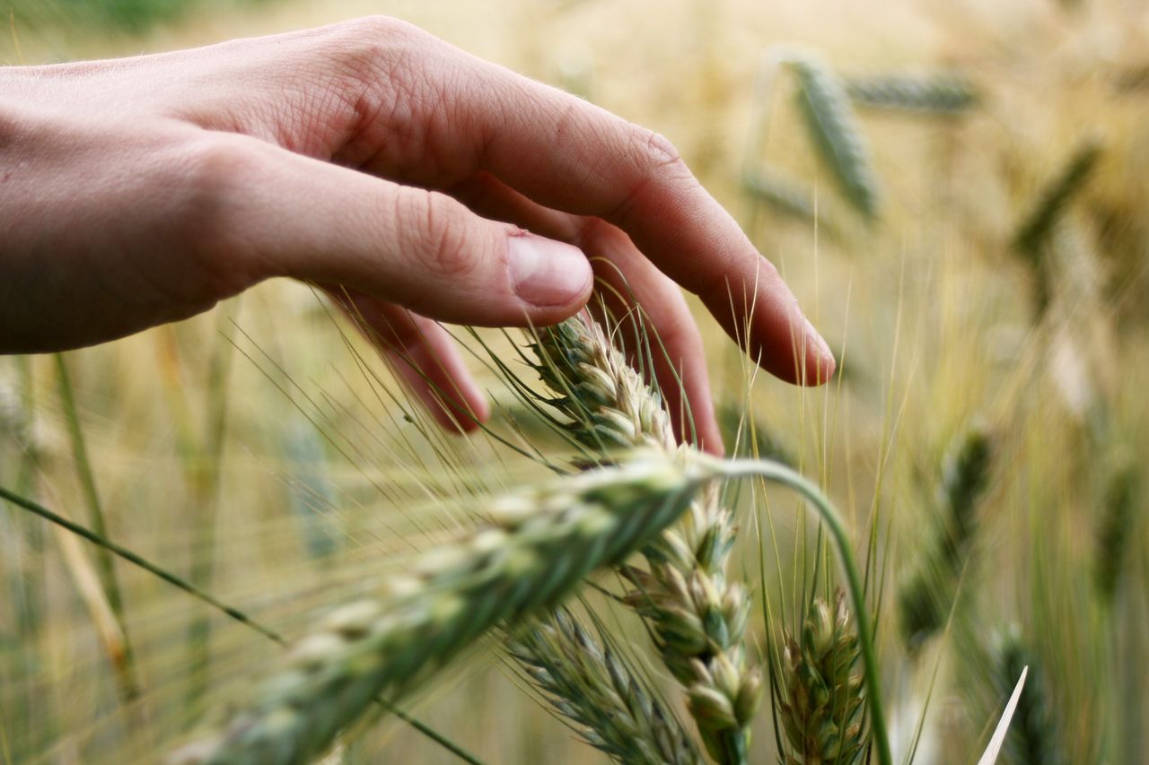 Gentle hand touching ripe wheat in field during summer, showing connection to nature.