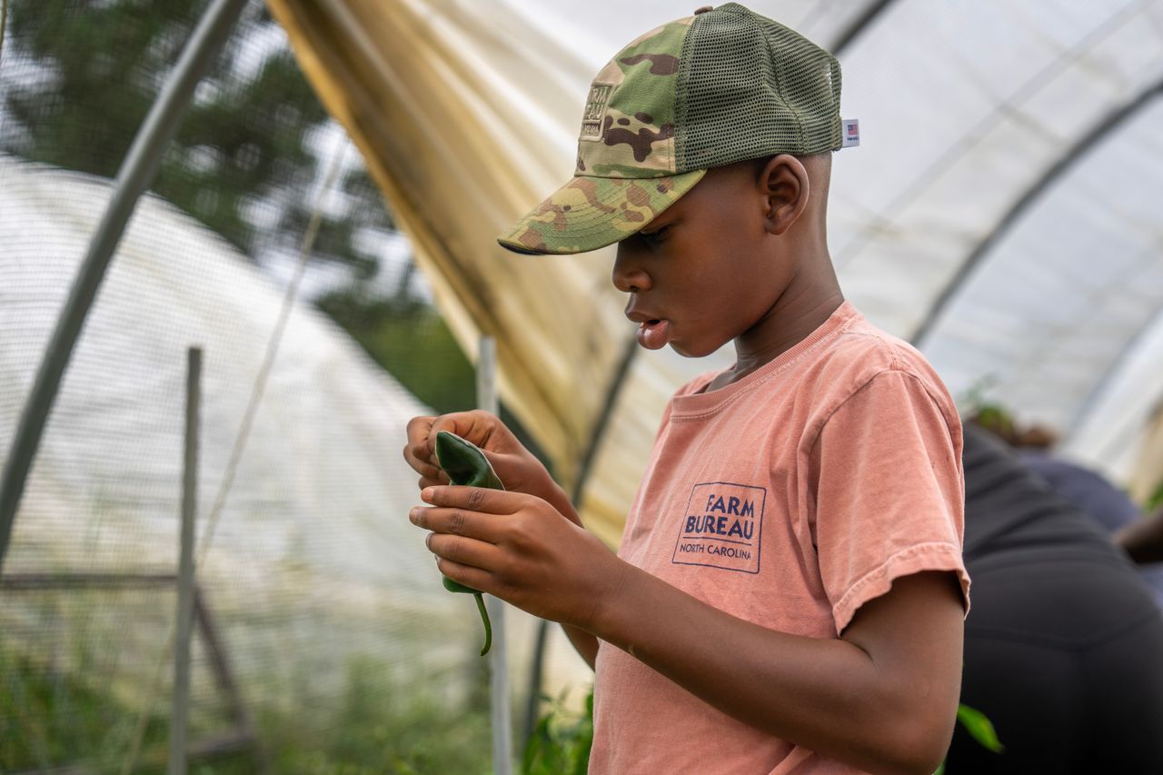 about-05 Young boy examines plant inside a greenhouse, showcasing agricultural learning.