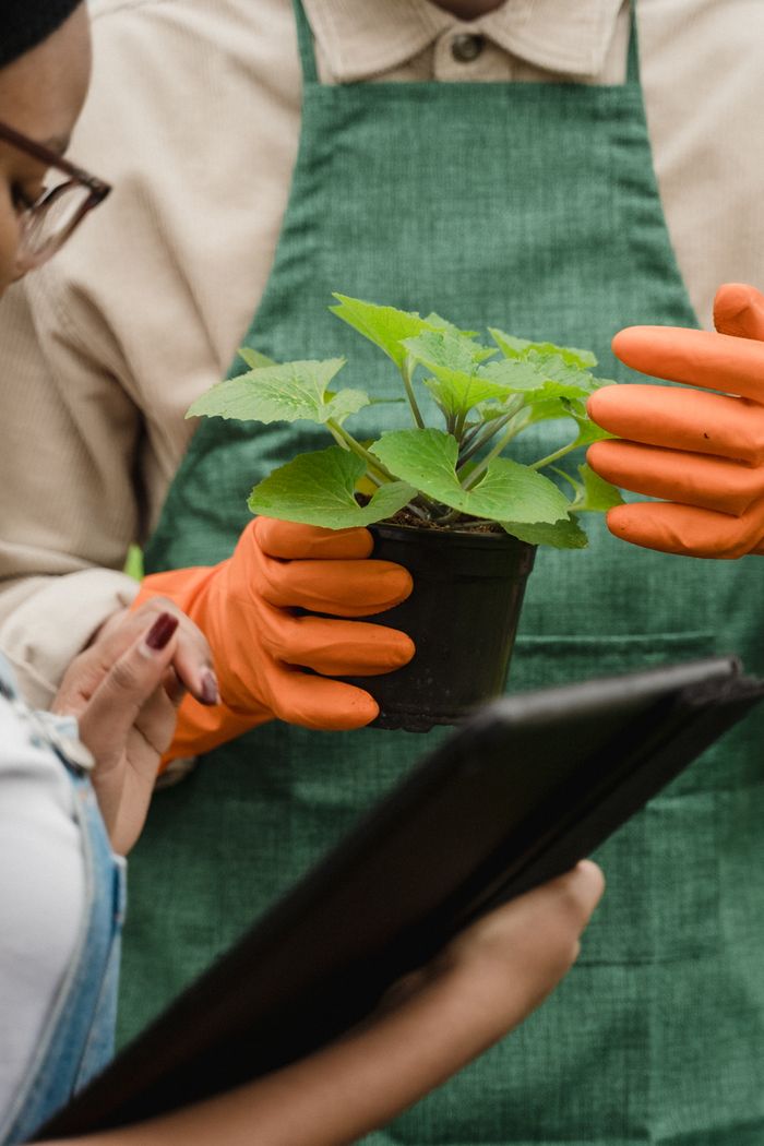 services-01 Close-up of gardeners with potted plant, discussing care steps.